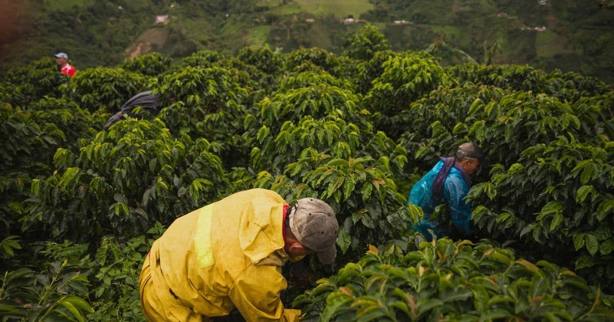 Harvesting arabica coffee berries on a hill in columbia